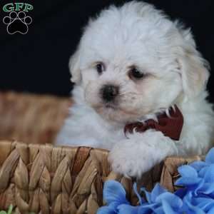 Tiger, Teddy Bear Puppy